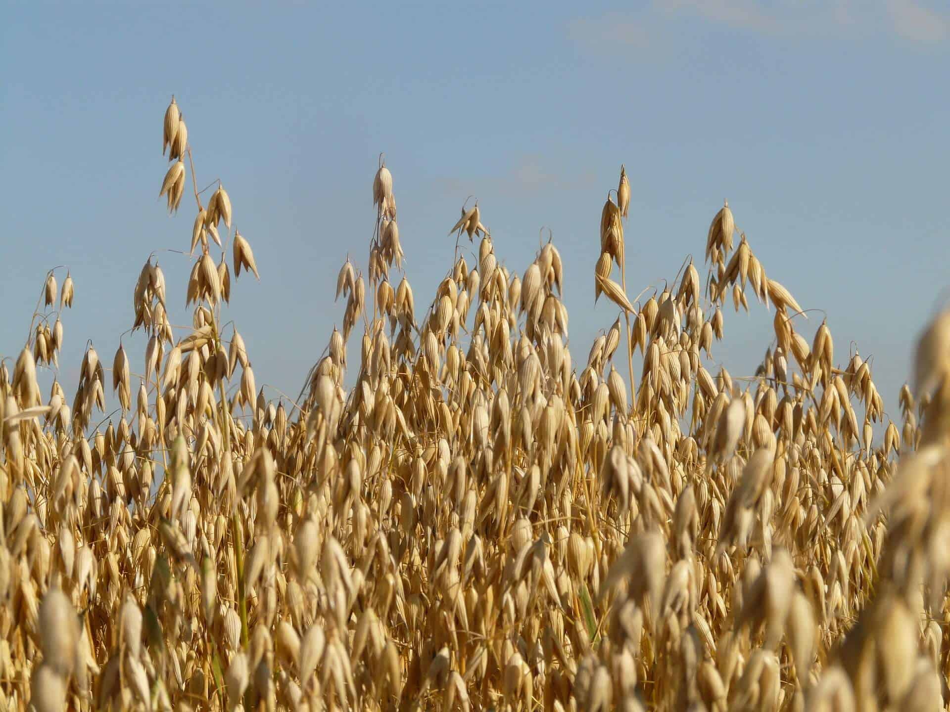 campo de avena