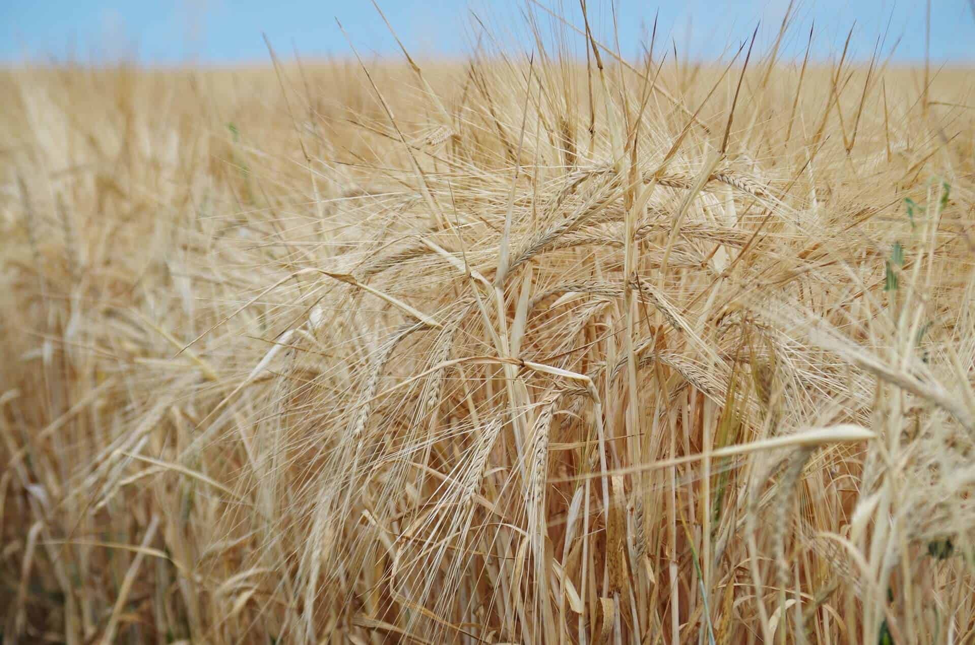 campos de avena