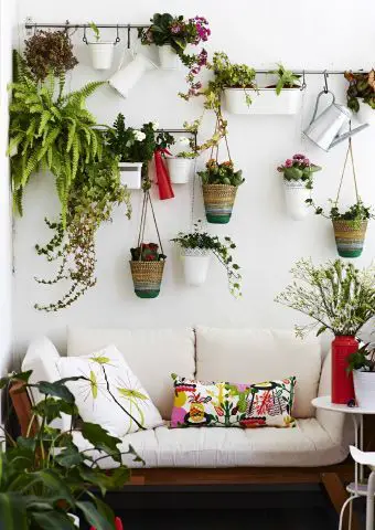 Juega con las plantas en tus paredes