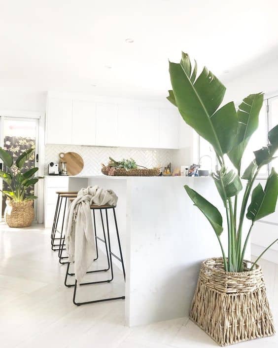 Rompe el blanco con plantas