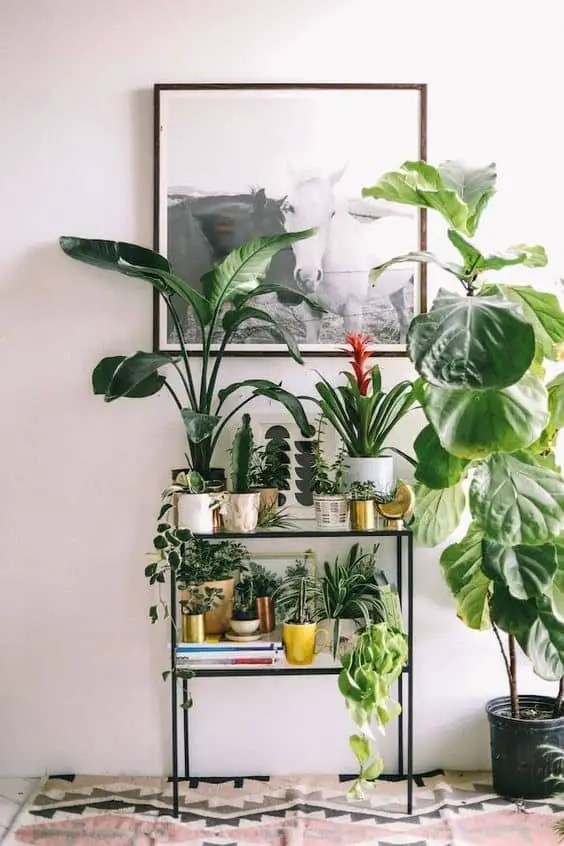 Una estantería de plantas