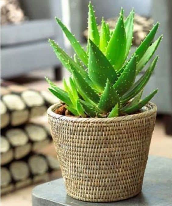 Aloe vera