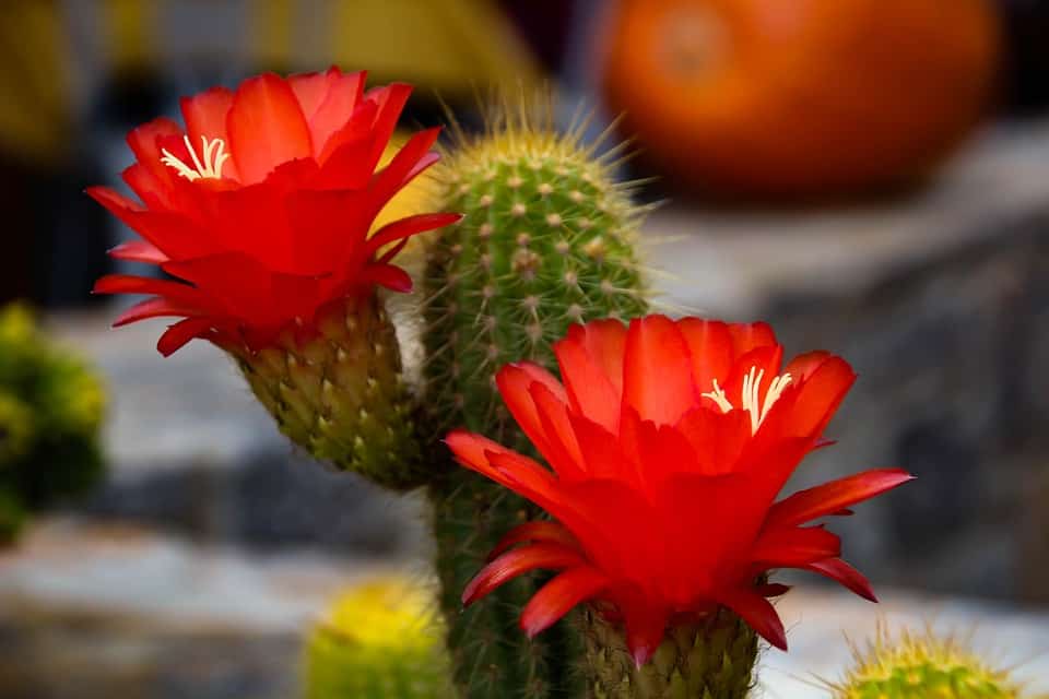 Cactus de desierto