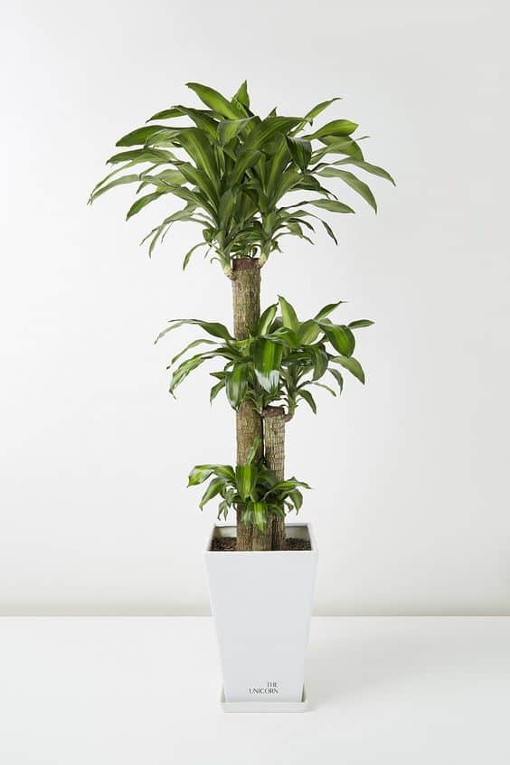 Dracaena fragans