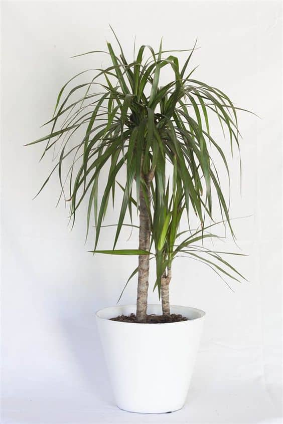 Dracaena