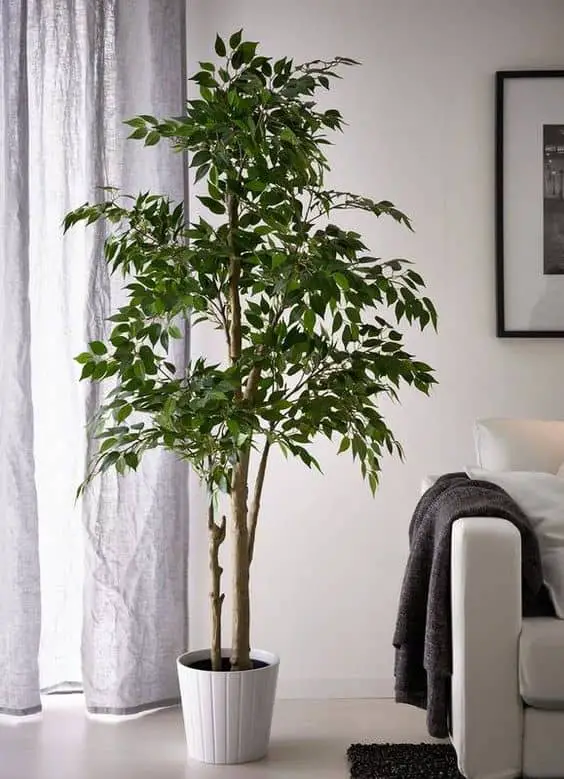 Ficus benjamina