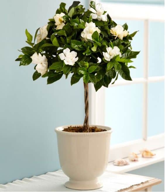 Gardenias