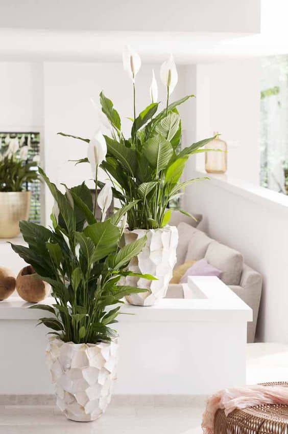 16 Plantas de Interior con Flor que Harán Lucir tus Espacios