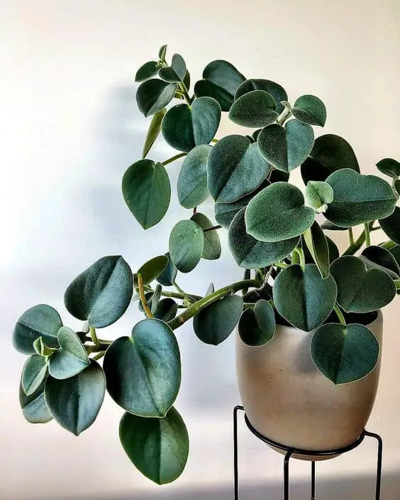 Peperomia