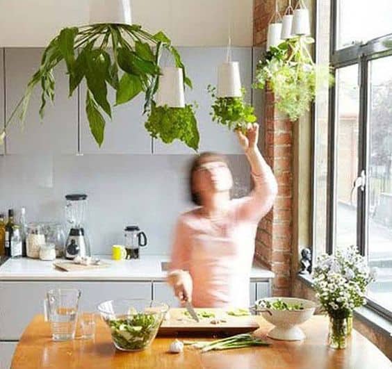 Sé aún más original colgando tus plantas del techo