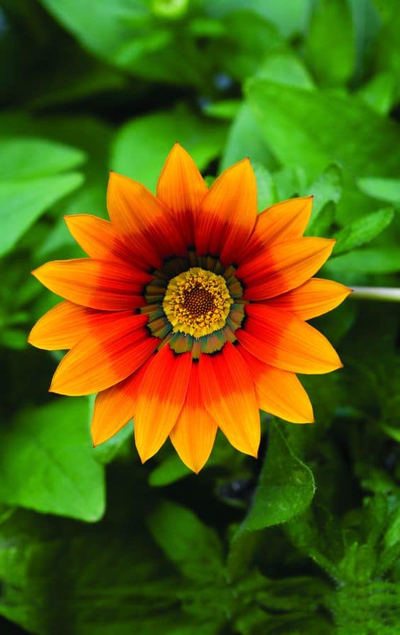 11-Gazania