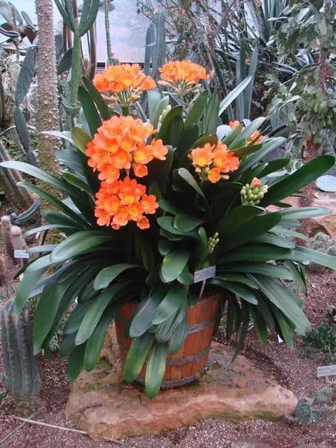 13-Clivia