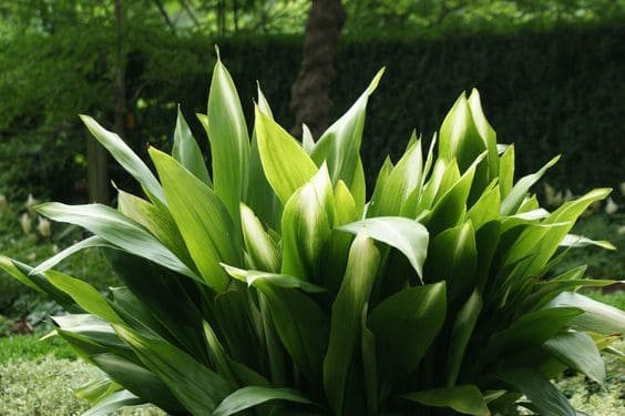 16-Aspidistra