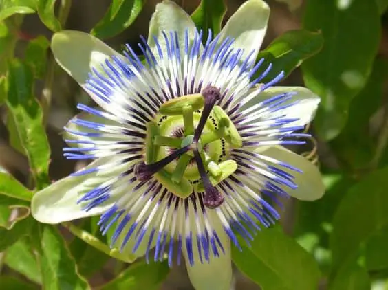 7-Passiflora