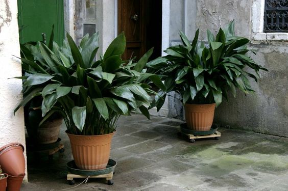 -Aspidistra