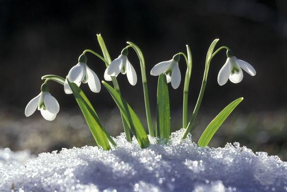 -Campanilla-de-invierno