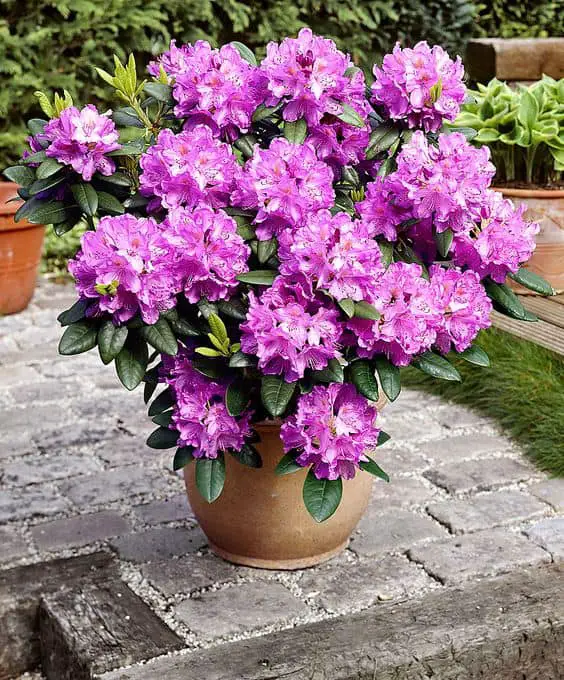 Rododendro